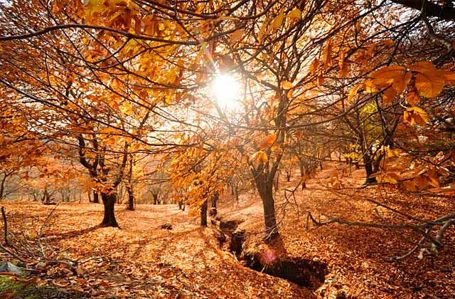 bosque de cobre malaga